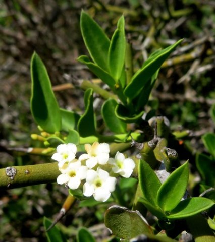 Carissa bispinosa small flowers