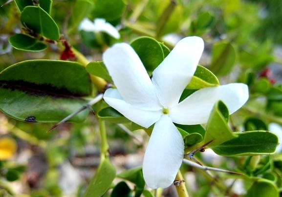 Carissa bispinosa flower