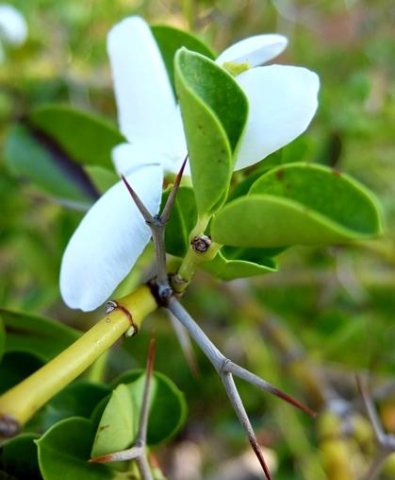 Carissa bispinosa leaves and spines