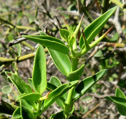 Carissa bispinosa opposite spine-pairs
