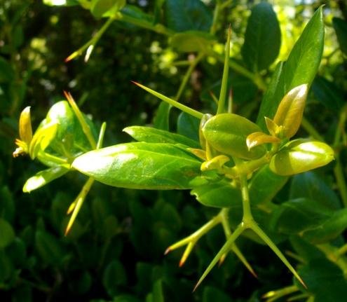 Carissa macrocarpa leaves