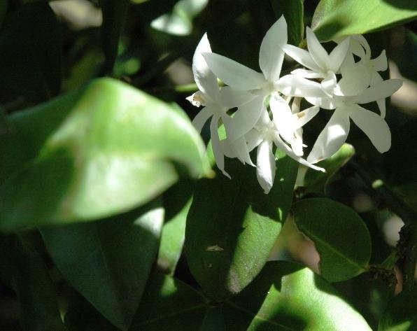 Carissa bispinosa flowers