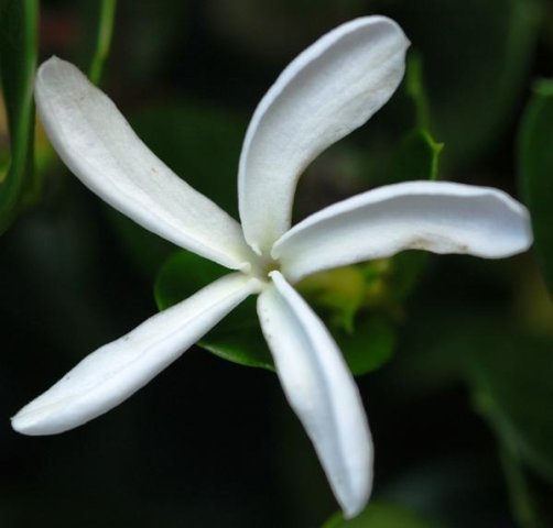 Carissa