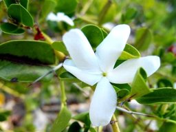 Carissa bispinosa flower