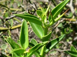 Carissa bispinosa opposite spine-pairs