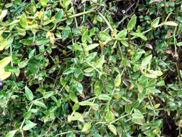 Carissa bispinosa small leaves