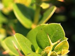 Carissa macrocarpa