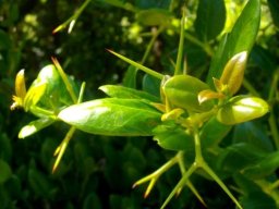 Carissa macrocarpa leaves