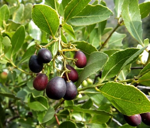 Cassine peragua leaves and fruit