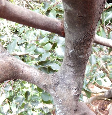 Cassine peragua stems