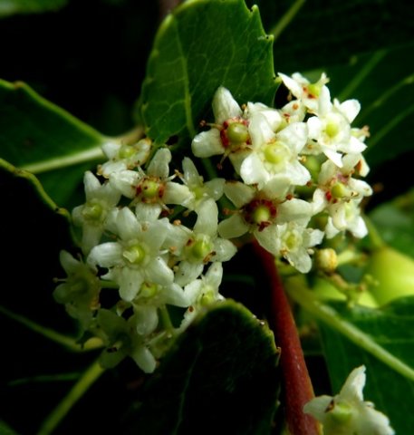 Cassine peragua flowers