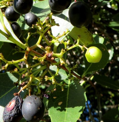 Cassine peragua fruits disappearing