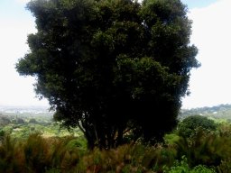 Cassine peragua standing alone