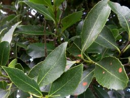 Cassine peragua leaves