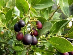 Cassine peragua leaves and fruit