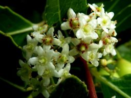 Cassine peragua flowers