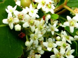 Cassine peragua ovary to fruit