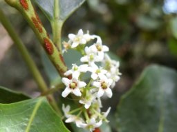 Cassine peragua flowers