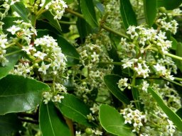 Cassine peragua flowers all over