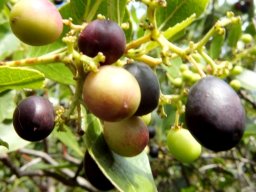 Cassine peragua fruit