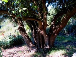 Cassine peragua multistemmed