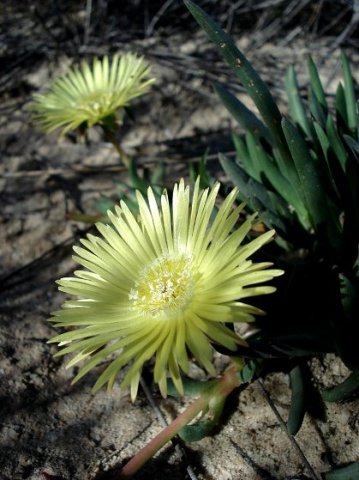 Cephalophyllum loreum flowers