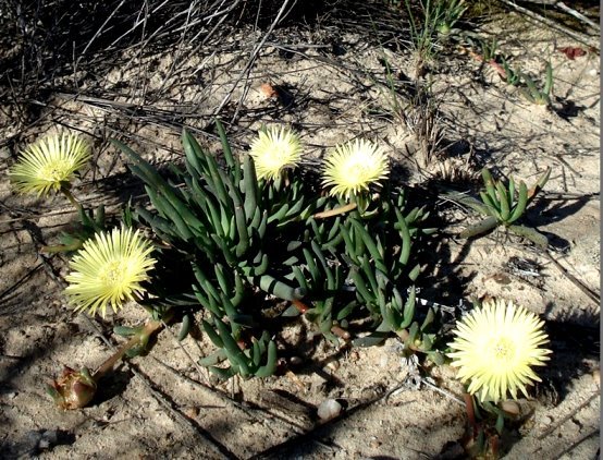 Cephalophyllum loreum