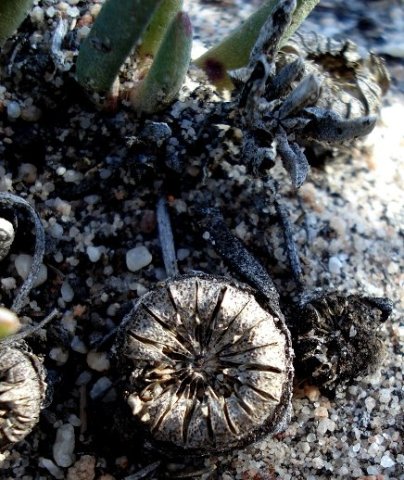 Cephalophyllum loreum dry fruit