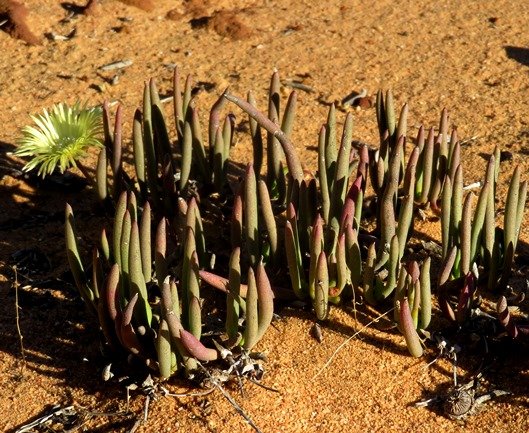 Cephalophyllum loreum red leaf-tips