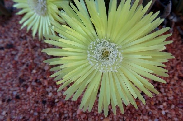 Cephalophyllum loreum old anthers