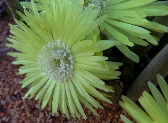 Cephalophyllum loreum young anthers