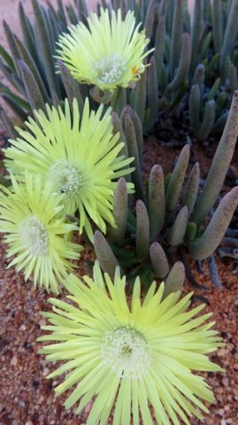 Cephalophyllum