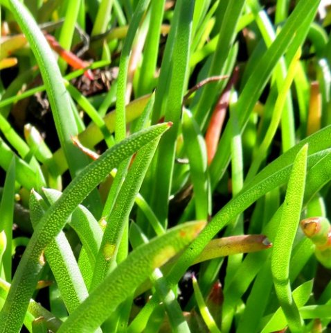 Cephalophyllum parviflorum 