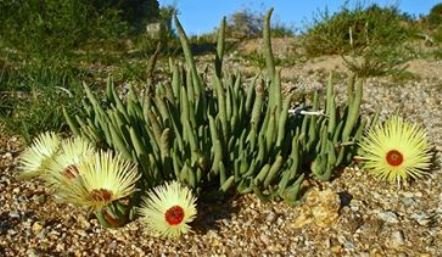 Cephalophyllum pillansii flowers at the ready