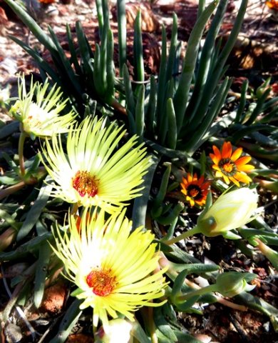 Cephalophyllum pillansii