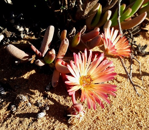 Cephalophyllum rigidum 