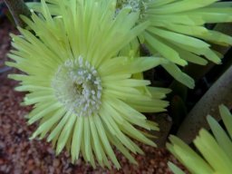Cephalophyllum loreum young anthers