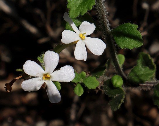 Chaenostoma hispidum, honeyflower or skunkbush