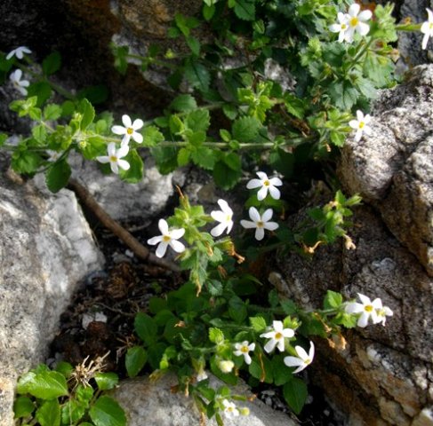 Chaenostoma hispidum