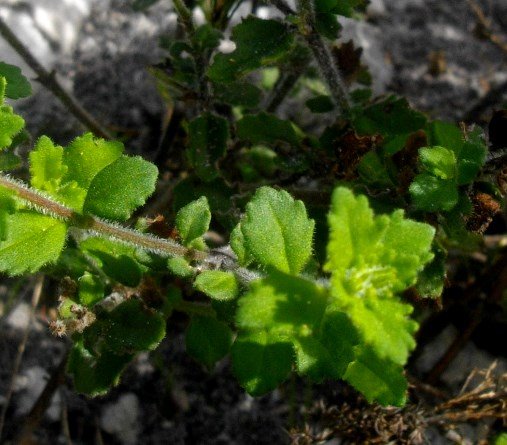 Chaenostoma hispidum leaves