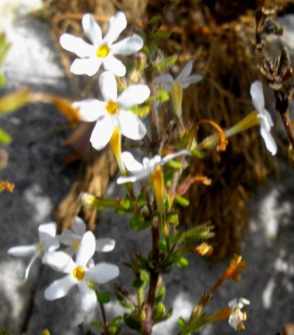 Chaenostoma hispidum stems