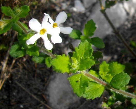 Chaenostoma hispidum flowers
