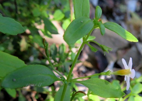 Chaenostoma revolutum corolla tube
