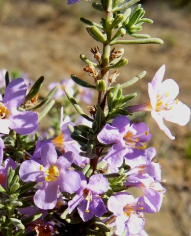 Chaenostoma revolutum flowers