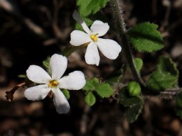 Chaenostoma hispidum, honeyflower or skunkbush