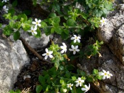 Chaenostoma hispidum