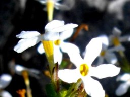 Chaenostoma hispidum flower tubes