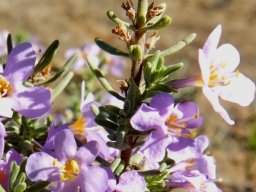 Chaenostoma revolutum flowers