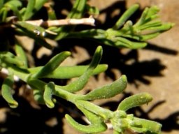 Chaenostoma revolutum leaves