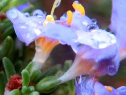 Chaenostoma revolutum flower profiles
